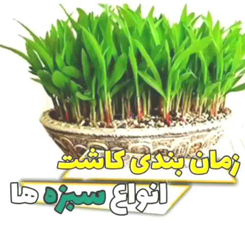 زمانبندی کاشت انواع سبزه