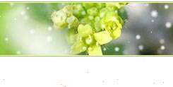 پایگاه های نوروز