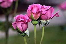 نظام حیات خانواده در اسلام 