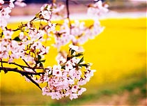 تقاضای سبز شدن تقاضای سبز شدن