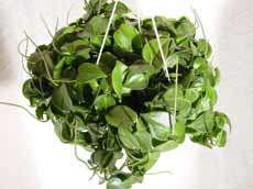 مراقبت از گیاهان آپارتمانی - پپرومیا