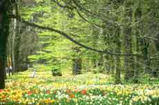 بوی جوی مولیان آید همی