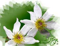 تلاشى براى شناخت تاریخ مقدس در تشیع (1)