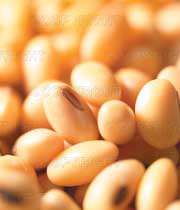 سویا و کاهش پوکی استخوان