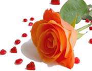 زن، ریحانه است