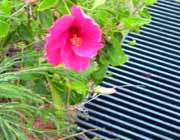 حضرت سلیمان و خارپشت