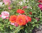 محدودیت سود در داد و ستد در کلام امام رضا علیه السلام