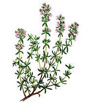 آشنایی با خواص آویشن   