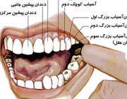 آشنایی با انواع دندان ها