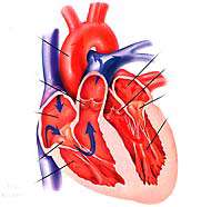 غذاهای مفید و مضر برای قلب