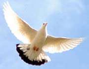میثم؛ مردی در آرزوی شهادت
