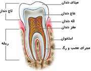 شناخت ساختمان دندان