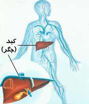 عوامل مخرب کبد