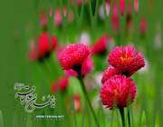پنجمین خورشید آسمان امامت