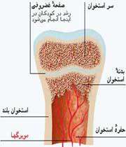 چاره‌جويي براي کوتاهي قد
