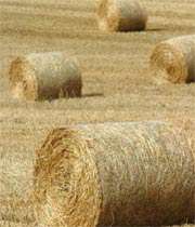 ای آب زیر کاه