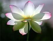 نیایش واره ها
