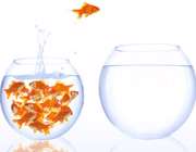 غذا و خانه ماهی قرمز نوروز