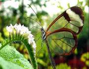 ای محبوبه ی من برخیز و بیا