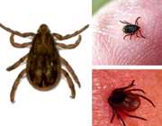 دام آلوده به ويروس تب كنگو علامت خاصي ندارد