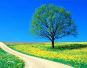 درخت طوبی چست و کجاست؟
