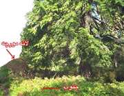 جهت یابی بدون کمک قطب نما