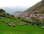 شهر تاریخی و زیبای پاوه