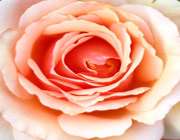 برگزاری همایش شعربزرگداشت آیت الله سید ابوالحسن اصفهانی