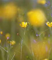 نامه دختر 9 ساله به رزمندگان