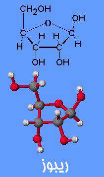 ساختمان مولکول DNA