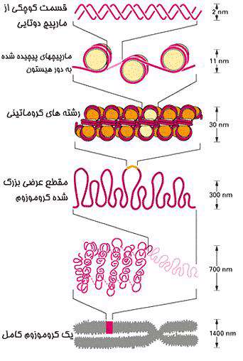 کروموزوم