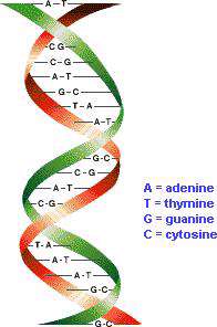 اسیدهای نوکلئیک، DNA و RNA