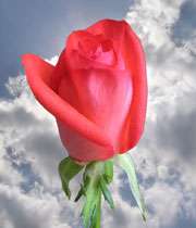 گوش هایش به جای دو چشم