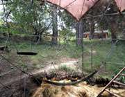 ساخت لانه مرغ و خروس