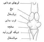 دستگاه عصبی دوزیستان