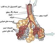 دستگاه تنفسی دوزیستان