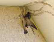 لانه سازی و مهاجرت پرندگان