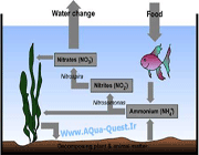 نیترات به عنوان آلاینده
