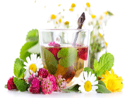 بیوتکنولوژی و گیاهان دارویی (قسمت دوم)