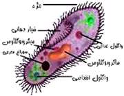 جلبک اسپیروژیر