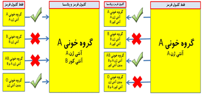 نحوه انتقال خون و چگونگی امکان یا عدم امکان آن