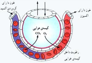 دستگاه دفع ادرار