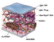 اجزای سلول گیاهی (2)