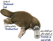 طبقه بندی پستاندران