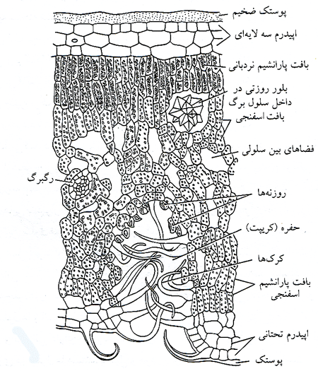 ساختار تشریحی برگ