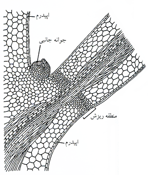 ریزش برگ‌ها
