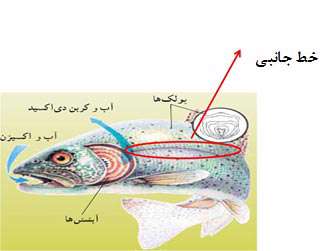 ادراک حسی در جانوران