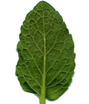 تغییرات برگ