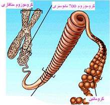 کروموزم چیست؟