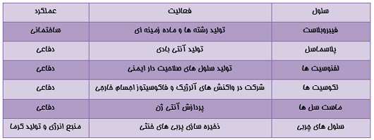 بافت همبند